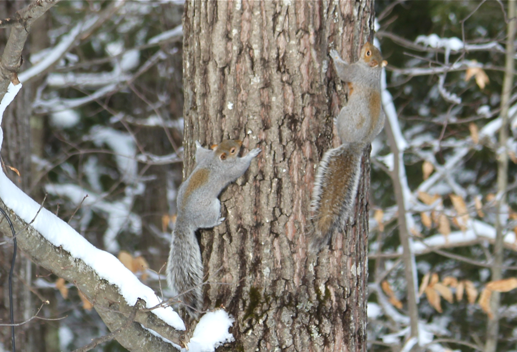 Tree huggers