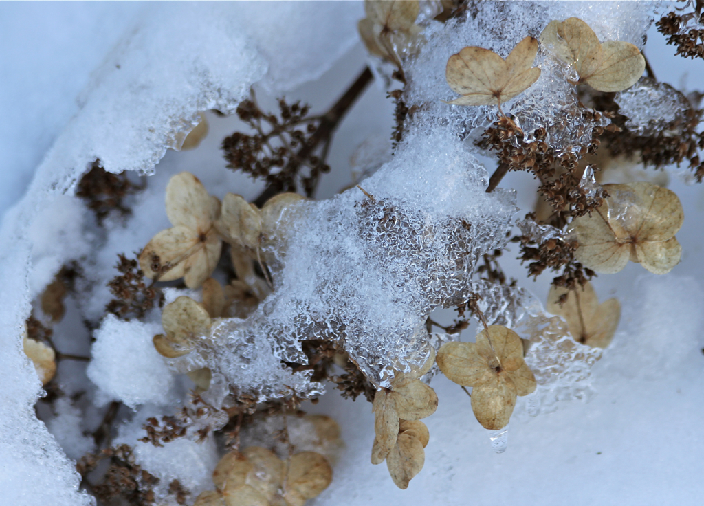 Icy hydrangea