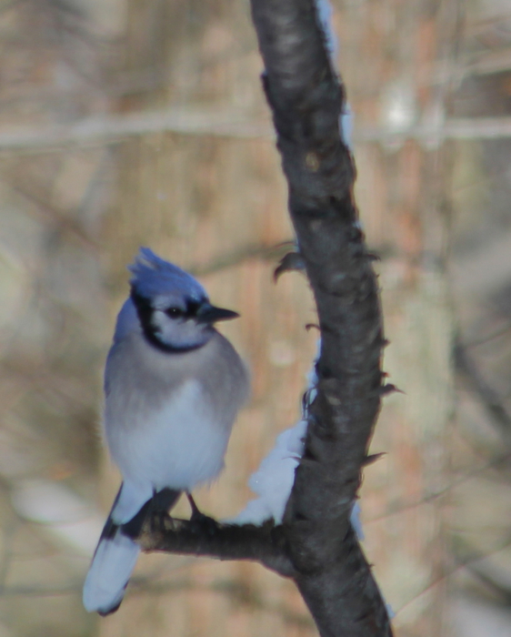 Blue jay on a branch