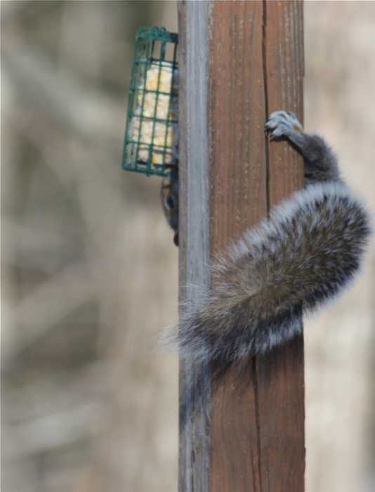 Acrobatic little bugger...