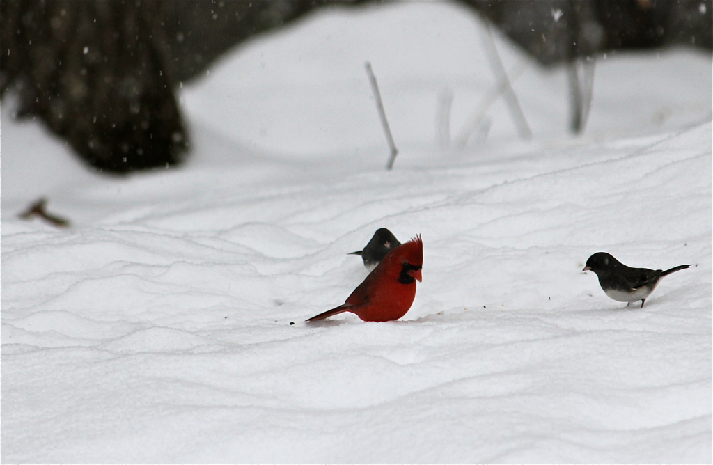 Mr. Cardinal :)