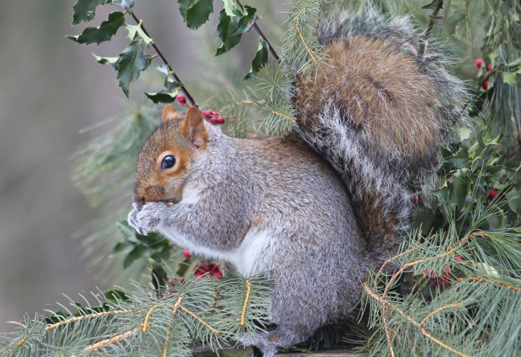 Helping himself to some holly berries...