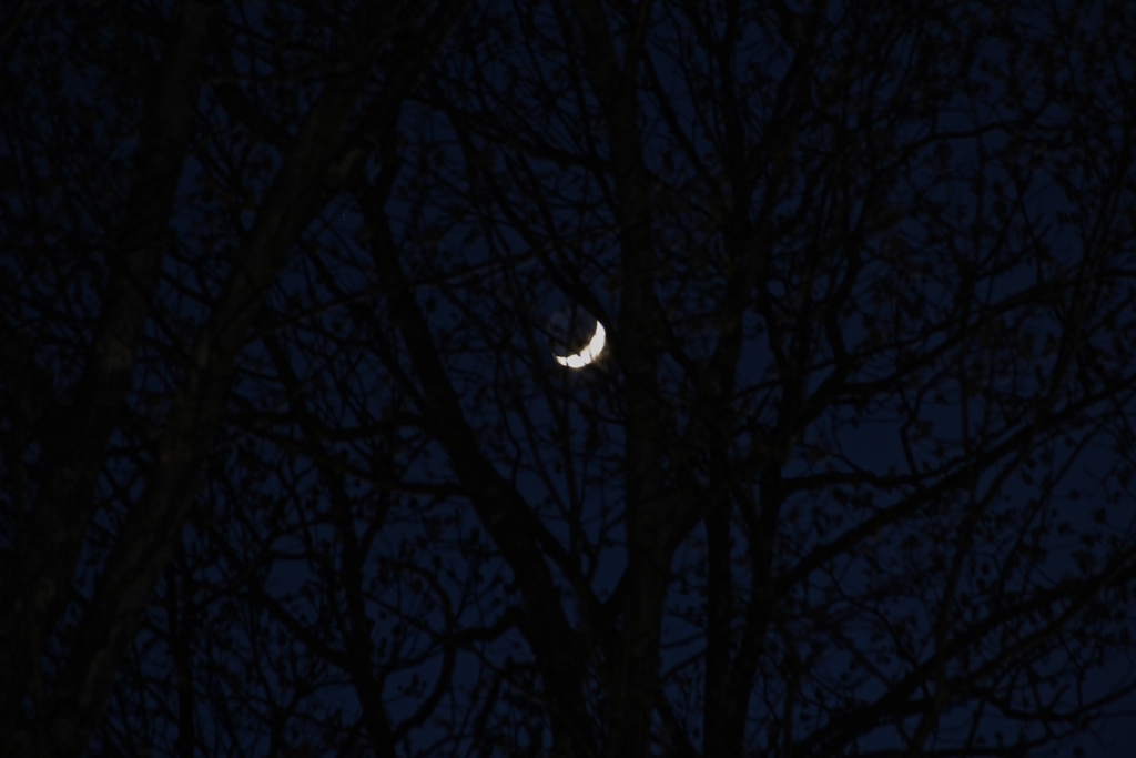 Crescent moon and new leaves on the trees