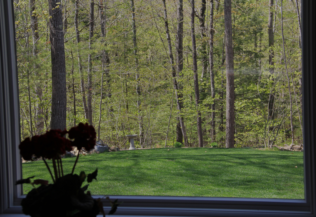 The grass we labored over last summer is looking good this spring.  Makes for a pretty view out the breezeway too :)