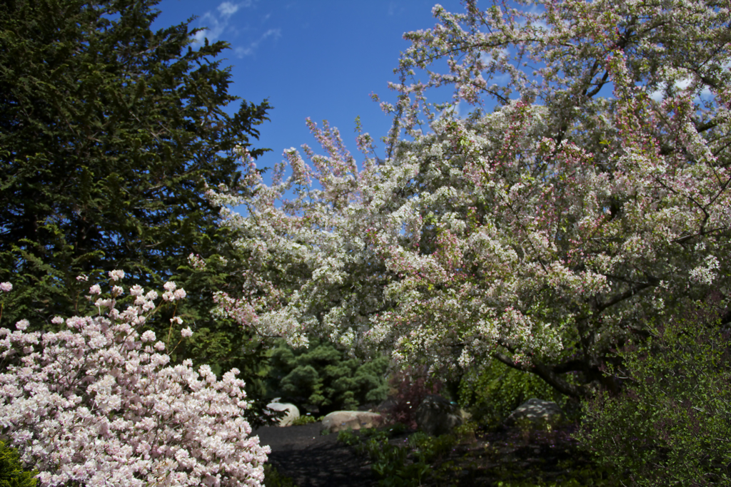 Enjoyed walking the garden paths at Uncanoonic Mtn Perennials today - beautiful!