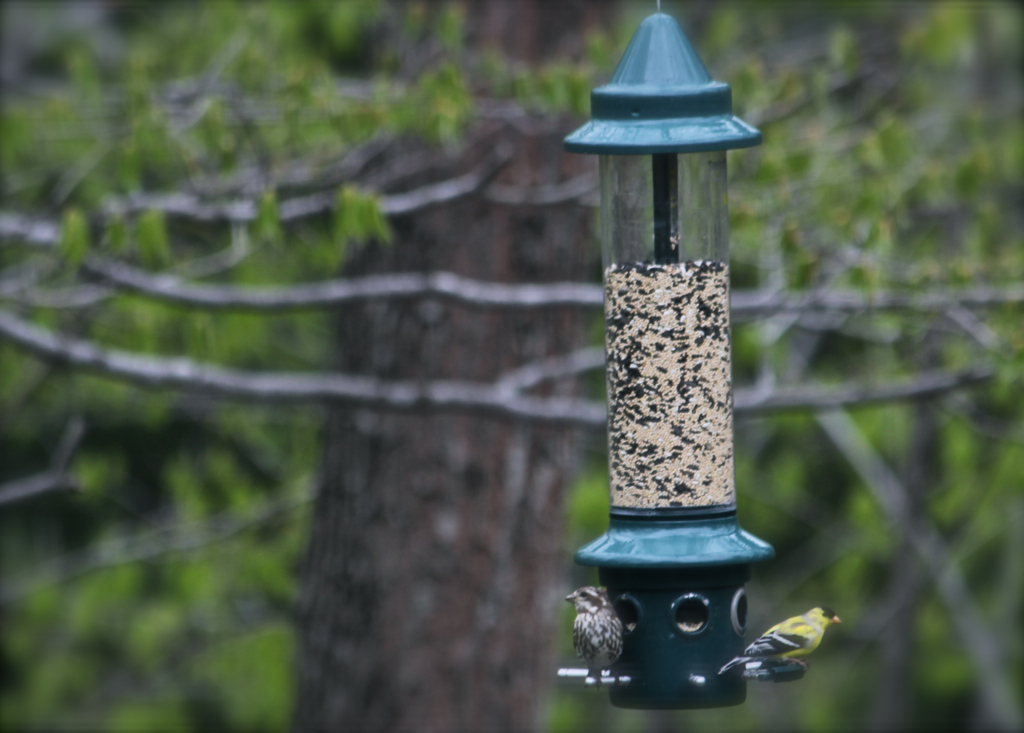 The spring birds have been chowing down the seed... Have to keep filling the feeder every few days!