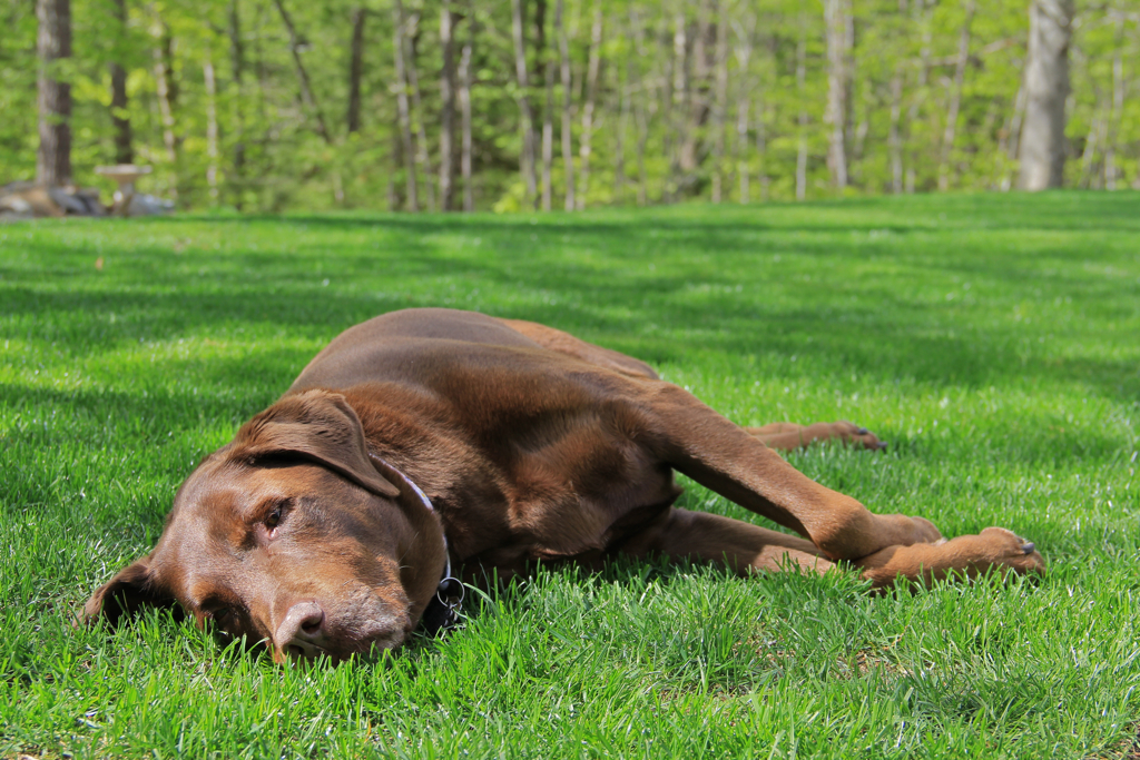 Lazy Sunday afternoon for Sophie