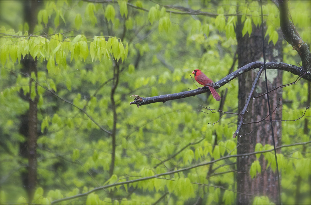 Mr. Cardinal hanging out in the rain...