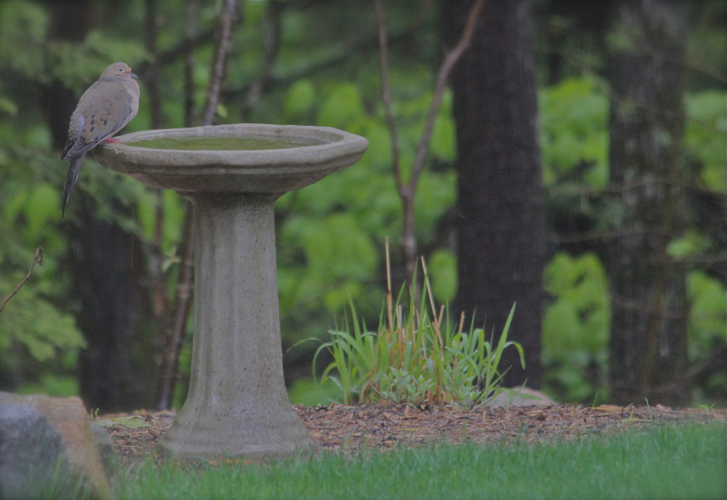 I haven't actually seen one bathe, but the mourning doves seem to always be on the edge