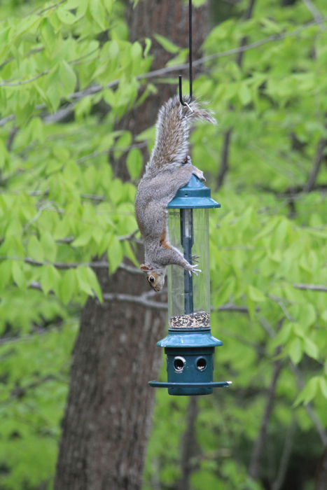 And the 2nd act of the circus in the backyard... acrobatic squirrel