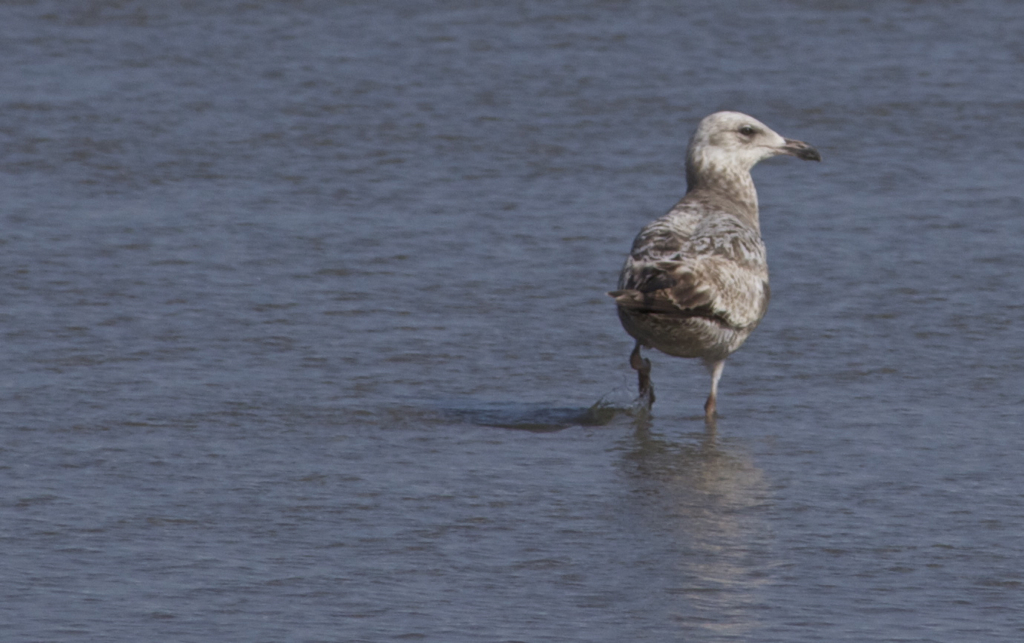 Wading seagull