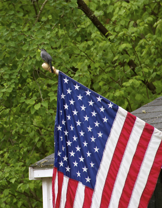 Pledging allegiance?