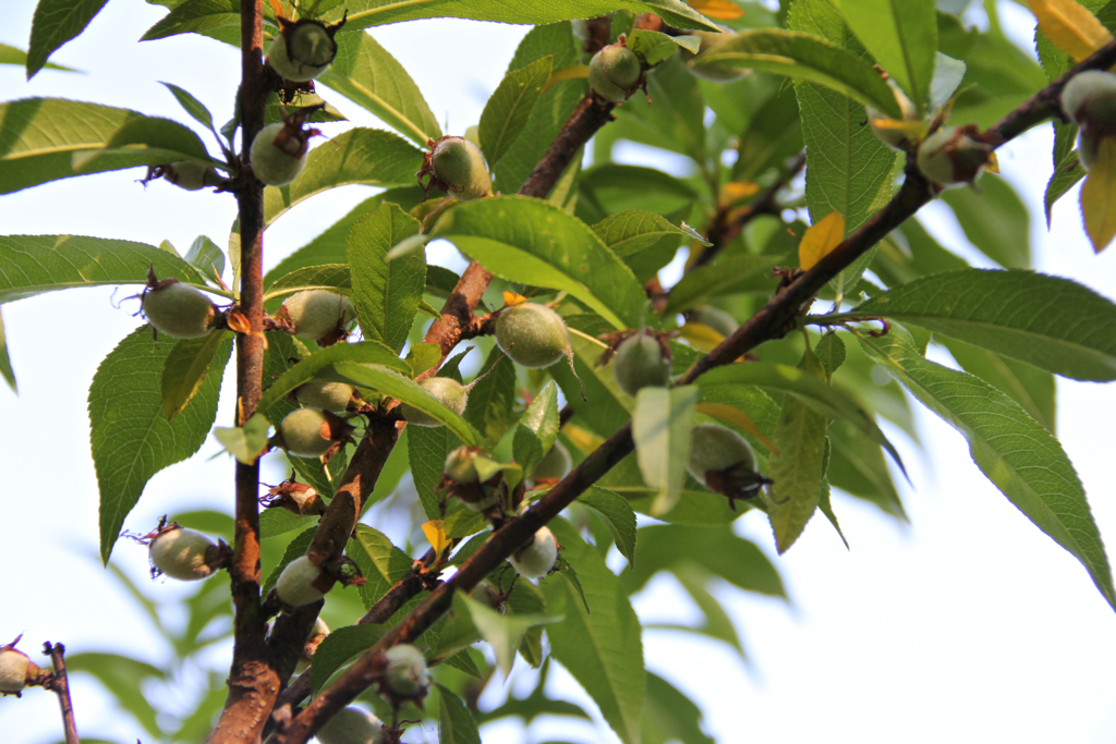 Year 2 with the peach tree and if all the peaches survive, it'll be LOADED...  