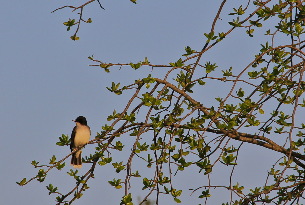 Comfortably perched 