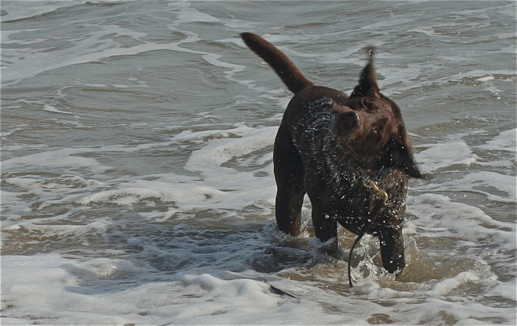 Soph having some fun at Sand Beach, Acadia National Park last May