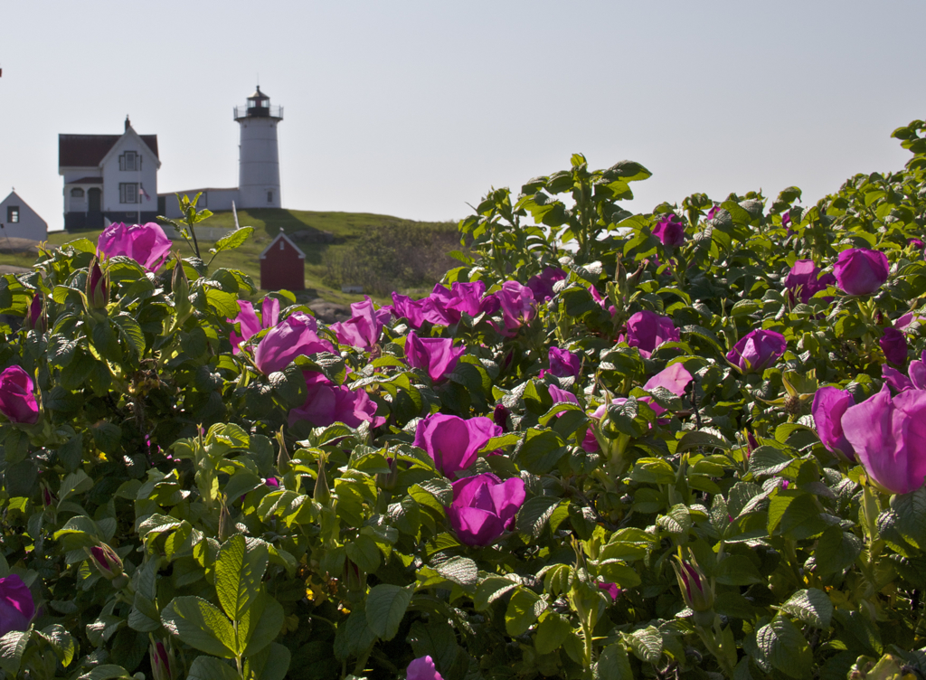 Beach roses and Nubble Light