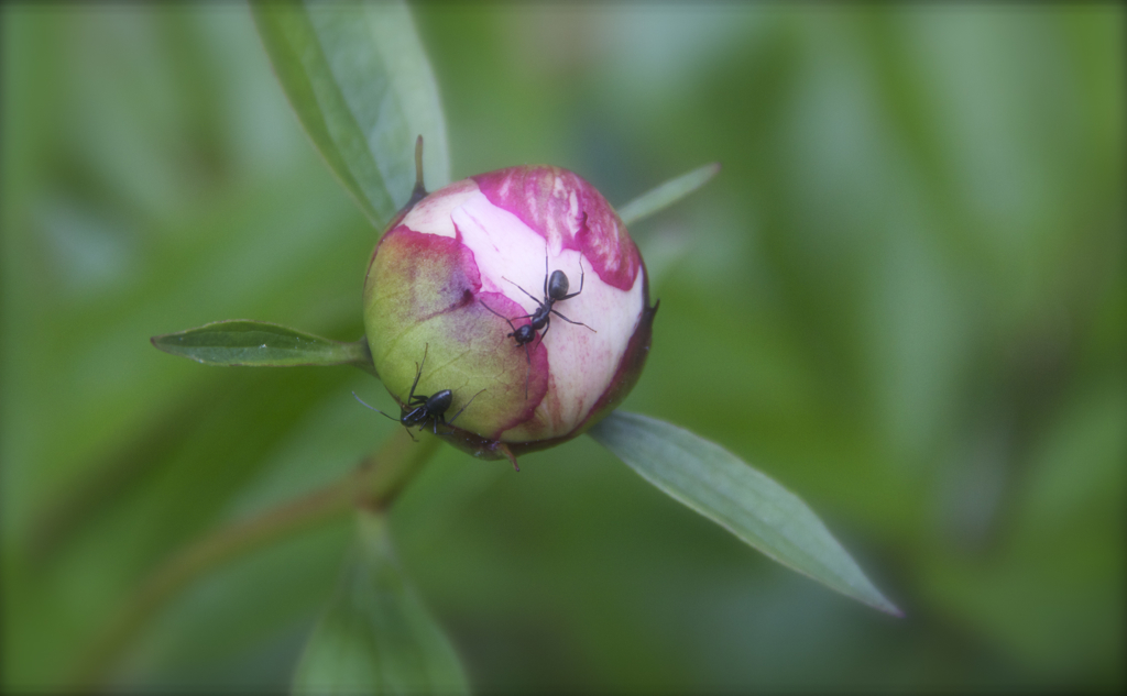 Moving in on the sweet nectar of the peony...