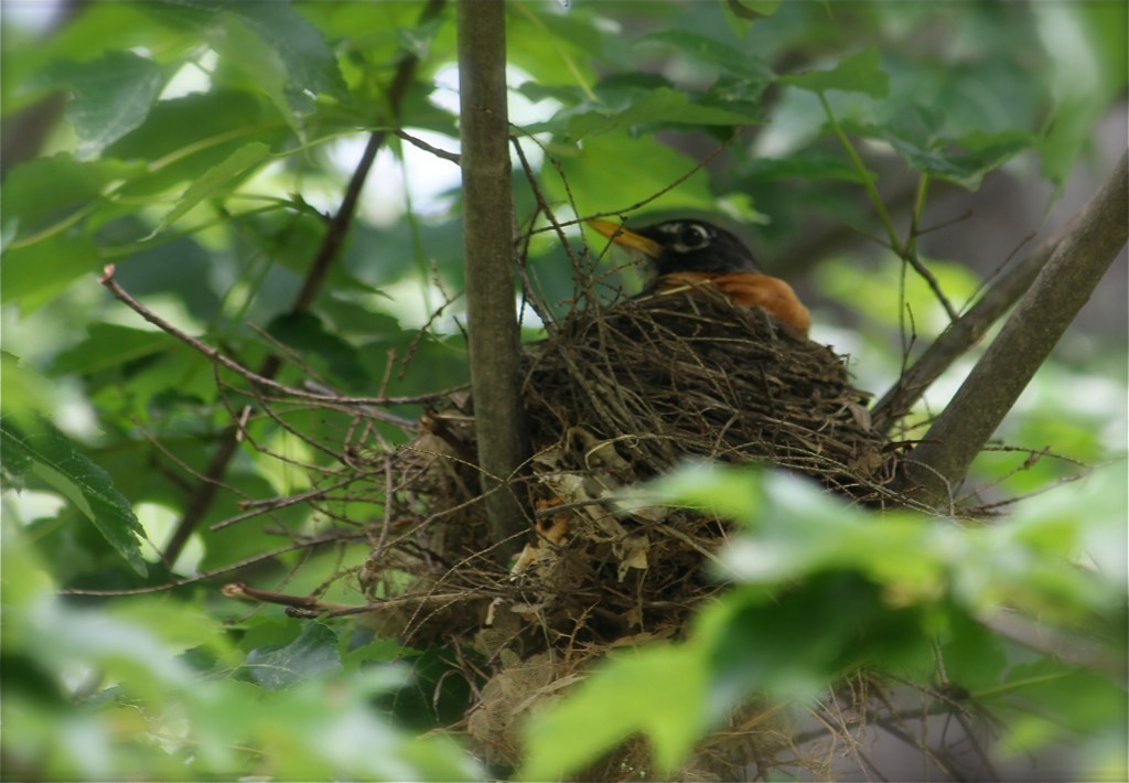 3rd nest I've discovered in the past few days :)