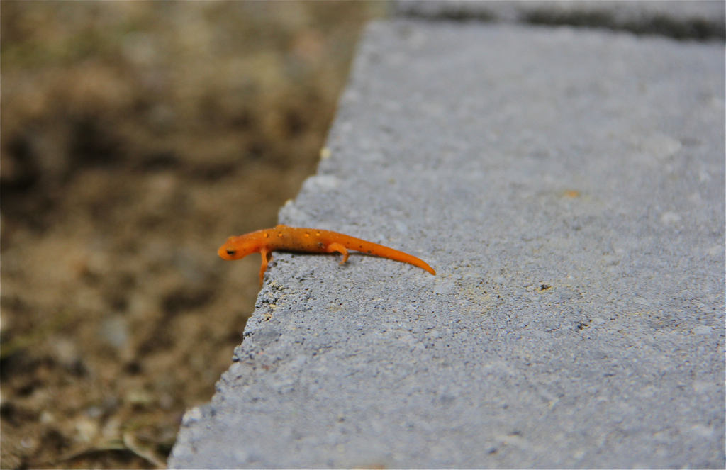 Living on the edge (of a patio block)...  