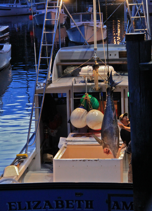 Fisherman in Perkins Cove hoisting up a tuna