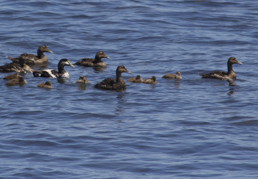 Family swim...  