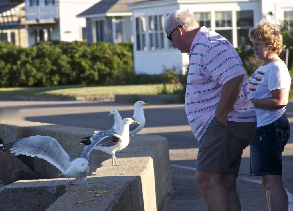 Unfazed...  on both human and seagull side.