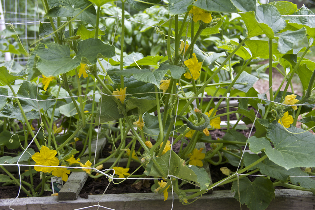 Lots of cuke blossoms :)  