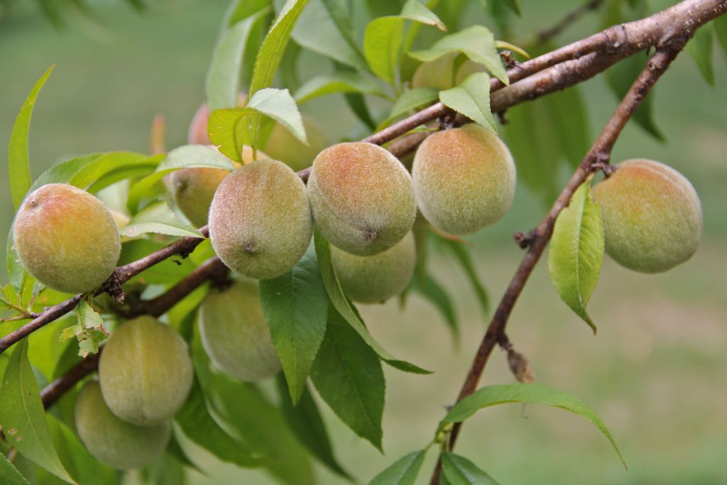 The peaches are coming right along :)