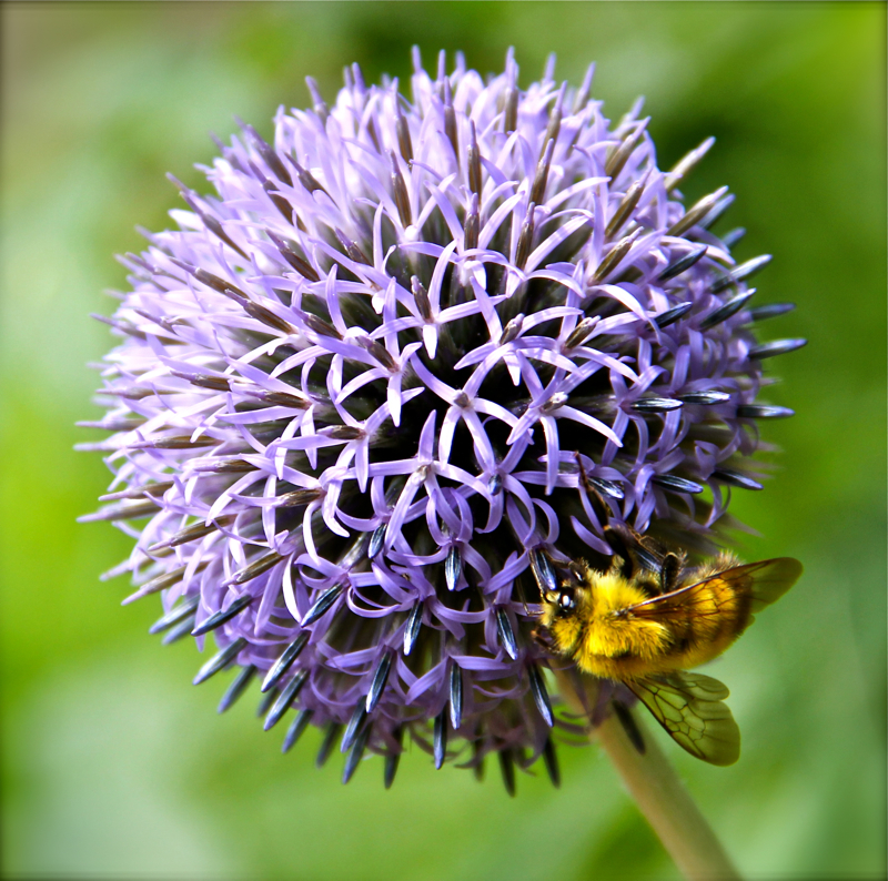 Working the blue globe thistle