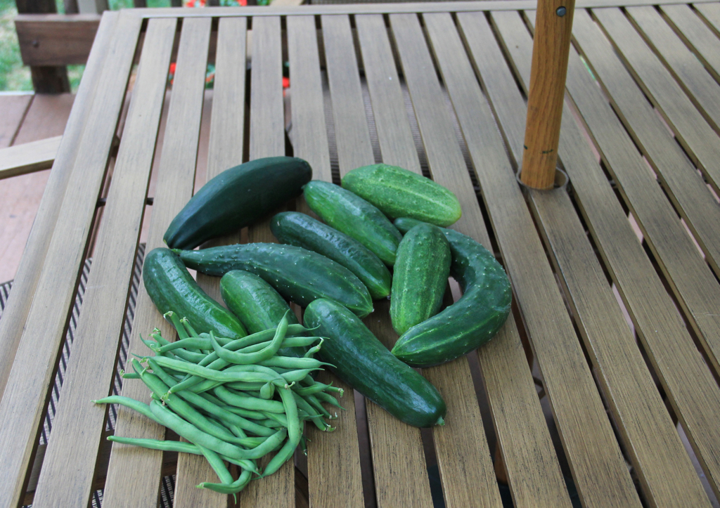 Tonight's harvest - the garden is cranking :)  