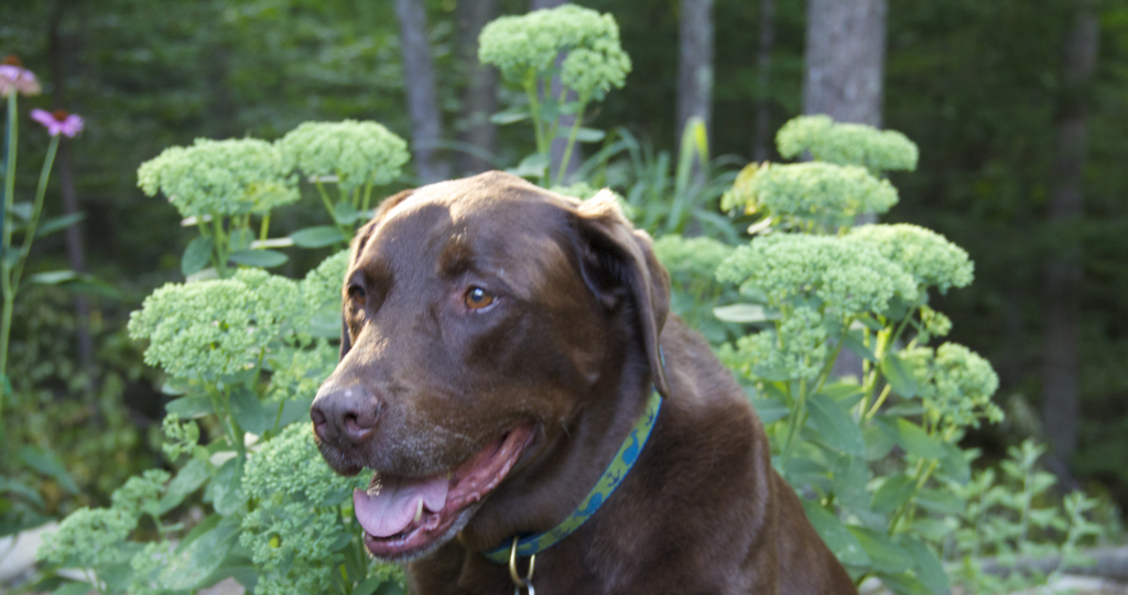 Was taking pictures of the flowers in the backyard garden and Soph unprompted posed here...