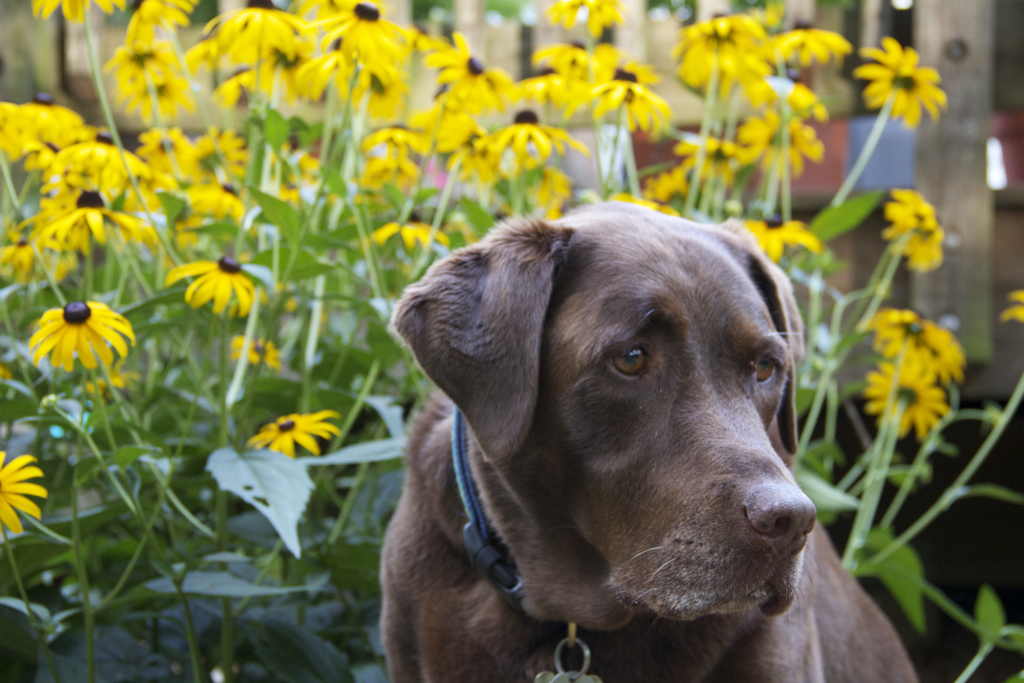 She posed in front of the black eyed susans too...  