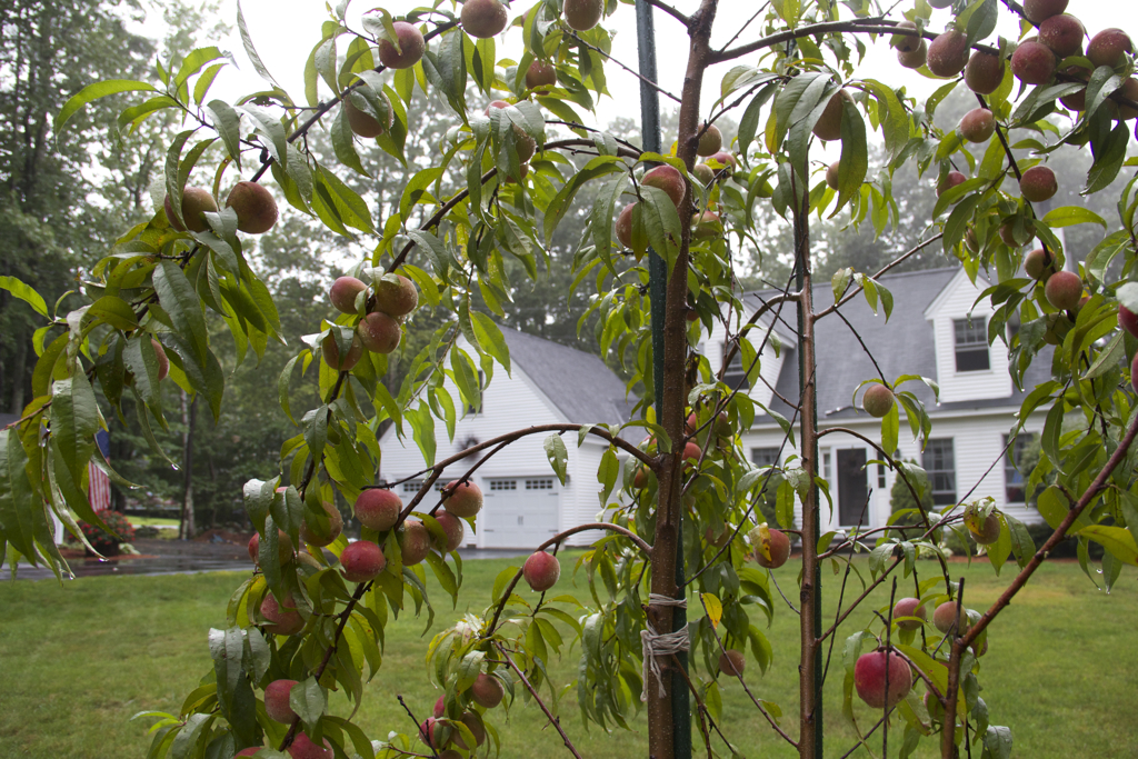 Can't believe this 1 year old peach tree is bearing this much fruit