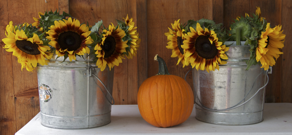 Oh my...  August 11th and first pumpkin sighting already