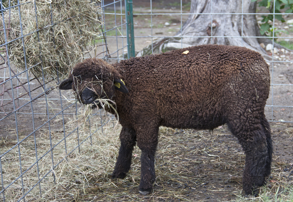 Looks like this guy needs a face wash after dinner