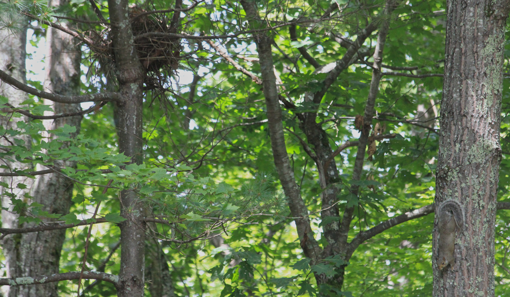 The guy on the right is busy gathering supplies for the nest...  