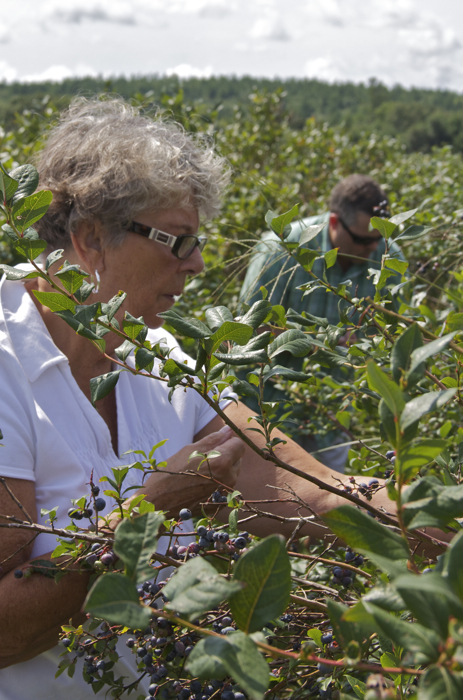 Mom and Steve intently picking blueberries in the last half hour of the last day of picking at Berry Good Farm