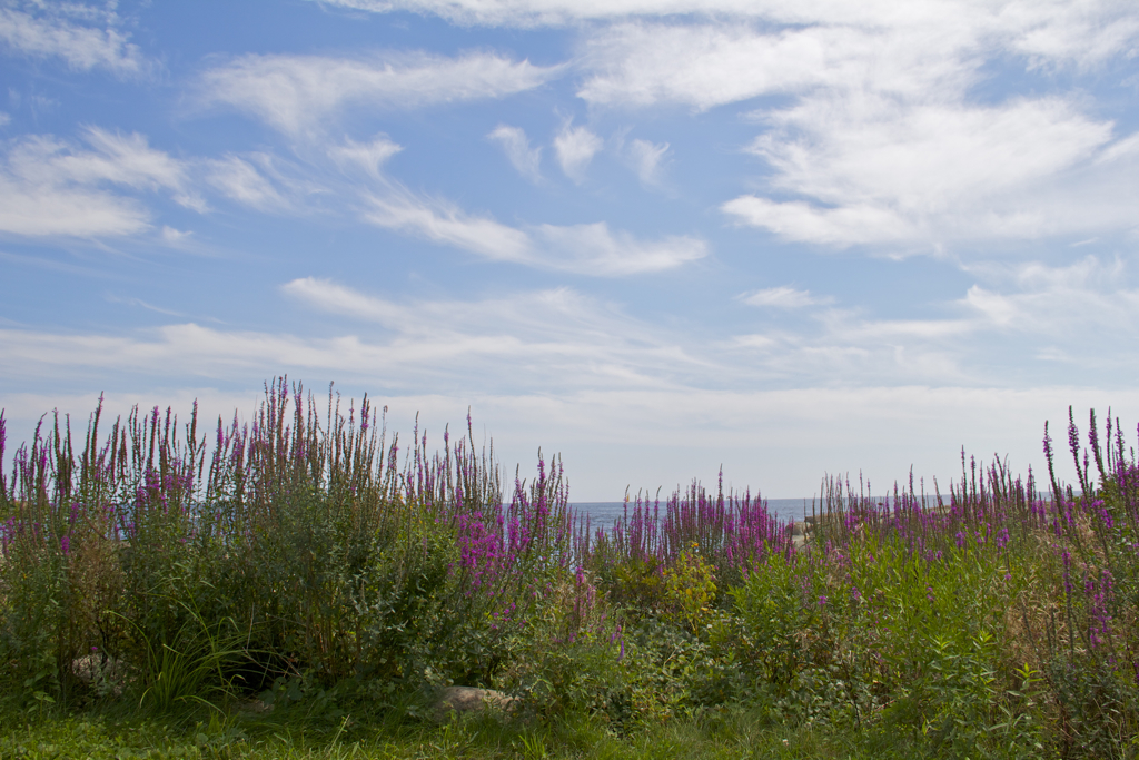 Beautiful summer day