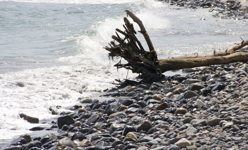 Driftwood