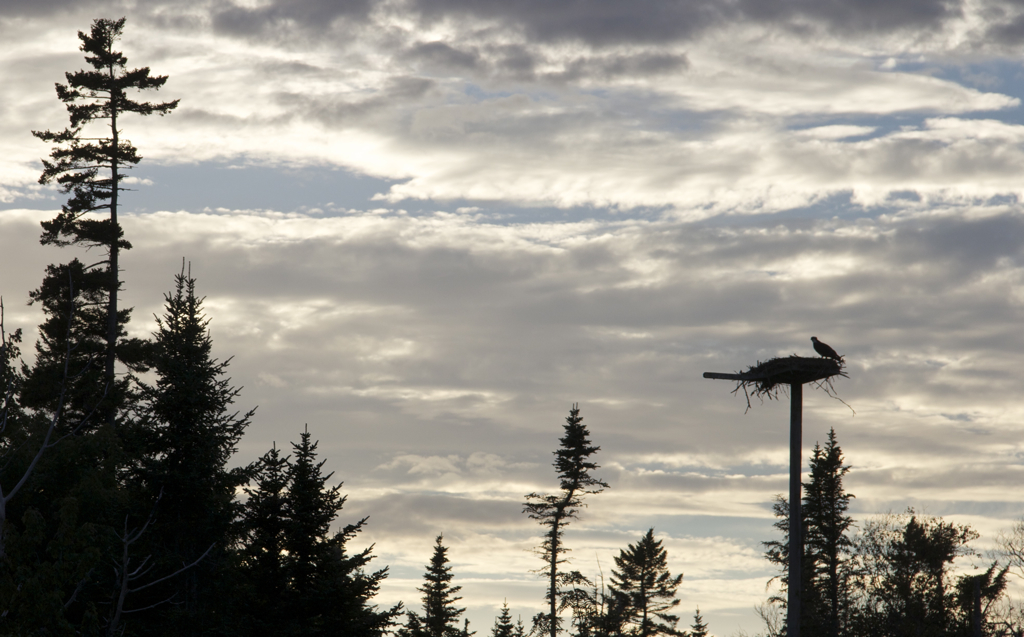 Osprey nest 