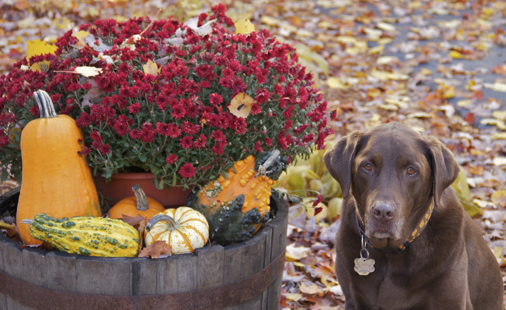 The whiskey barrel decorated for fall and Sophie Brown