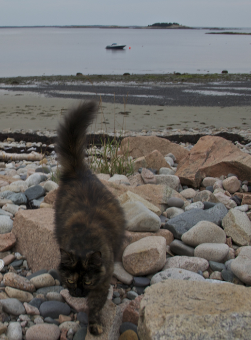 Who knew cats were beach-goers?