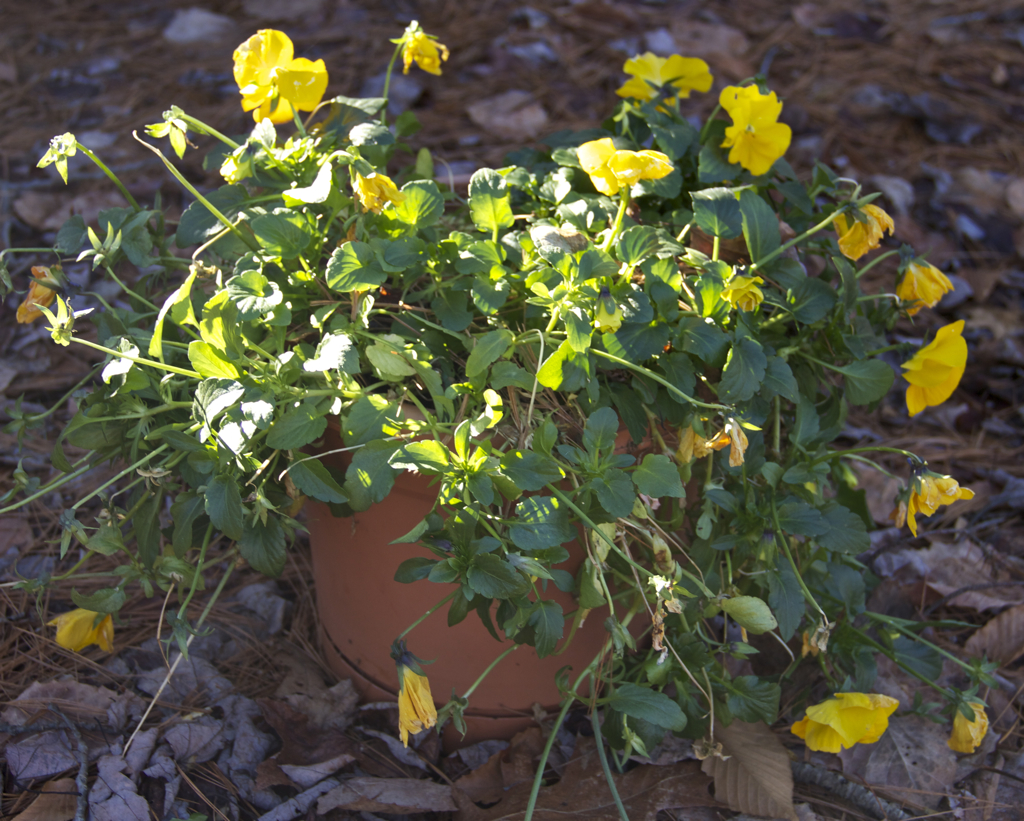 Rock star pansies.