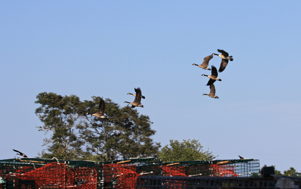 Wonder if we could get the geese to spell out a word...