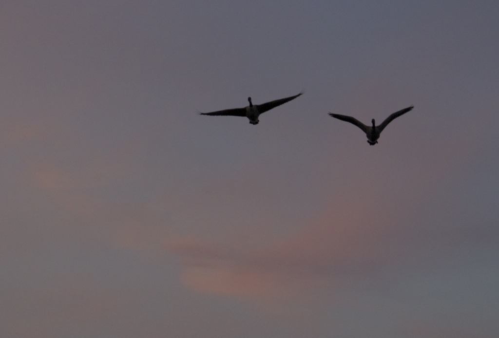 Canadian geese 