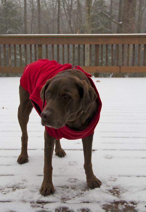 Soph sporting her new fleece - need to keep her 