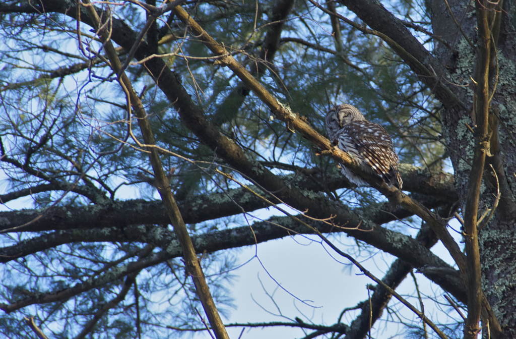 Happy to have found where this owl landed after spotting it in flight during our hike yesterday.