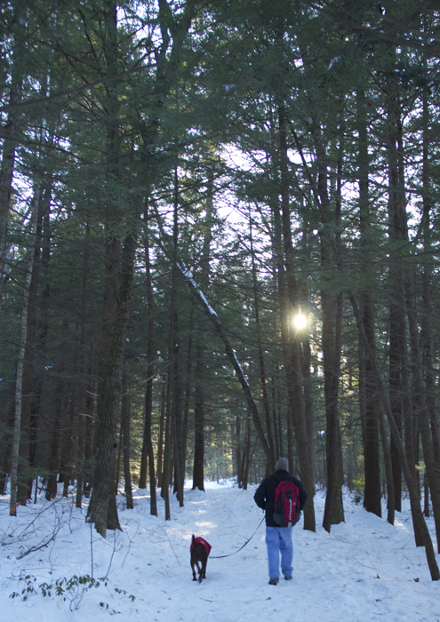 A walk in the woods....