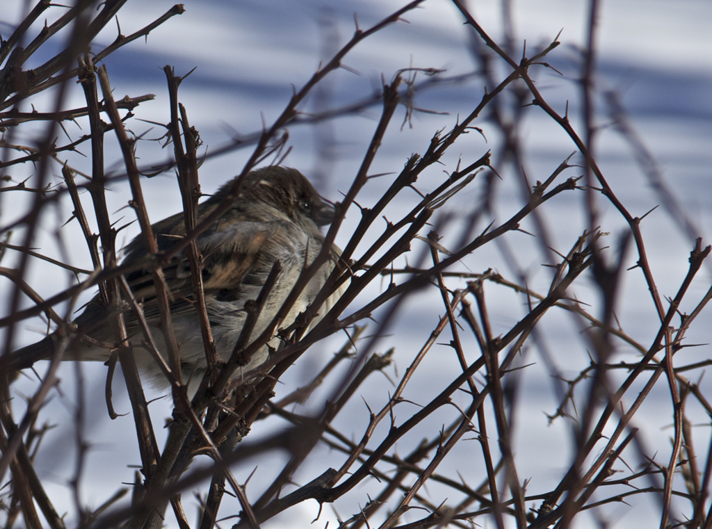 Doesn't really look all that comfy with all those thorns