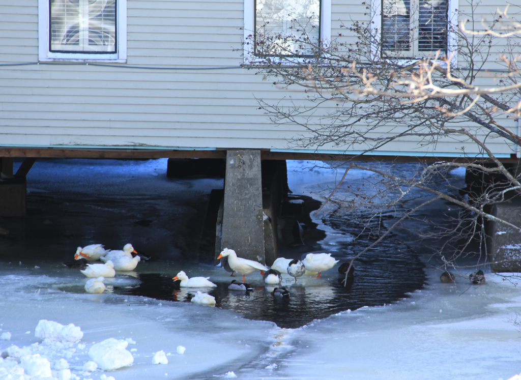 Ice wading